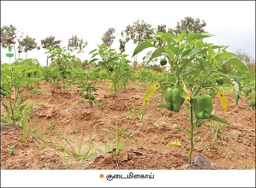 கலப்புப் பயிரில் கலக்கல் வருமானம்!