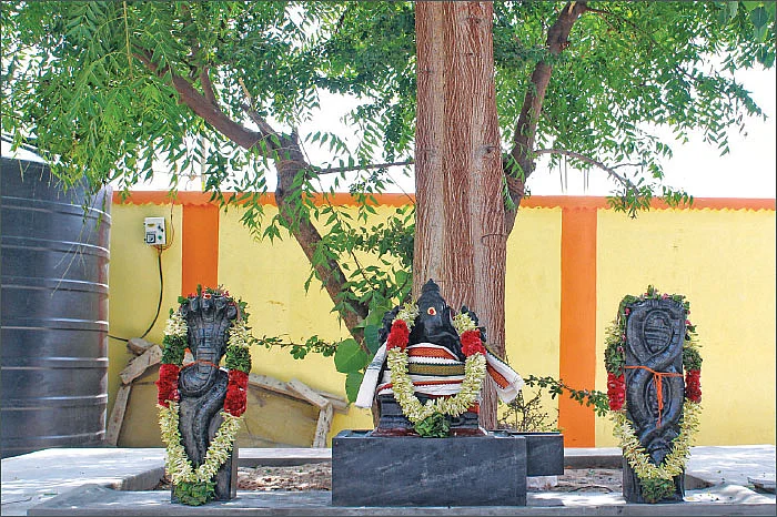 மகமாயி கோயிலில் தெய்வ விருட்சம்!