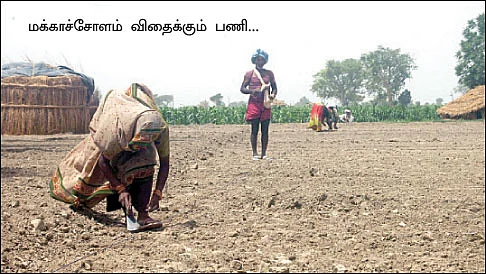 தெற்கே ஆடி... வடக்கே கரீப்!