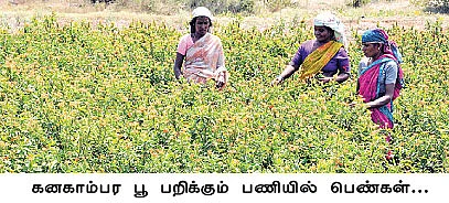கலகல கனகாம்பரம்...