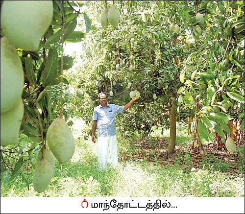 ஆடுகள் கொடுக்கும் அற்புத வருமானம்! - 200 ஆடுகள்... ஆண்டுக்கு ரூ 10 லட்சம் லாபம்...