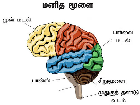 உச்சி முதல் உள்ளங்கால் வரை... - வெர்ஷன் 2.0 - 10