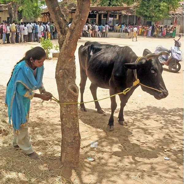 கால்நடை பராமரிப்பு உதவியாளர் பணிக்கு விண்ணப்பித்த பொறியாளர்கள்!