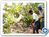 மரம் வெட்டி, நிலத்தைச் சுத்தப்படுத்திக்கொடுக்கும் திட்டம் - நடுத்திட்டு கிராமம்