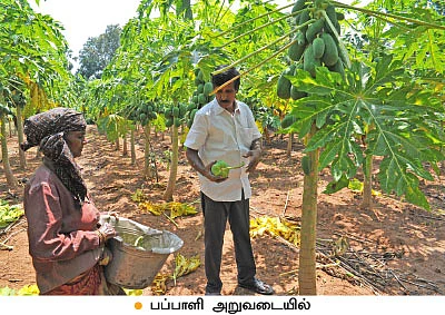நெல், பப்பாளி, காய்கறிகள், அழகுச் செடிகள்...