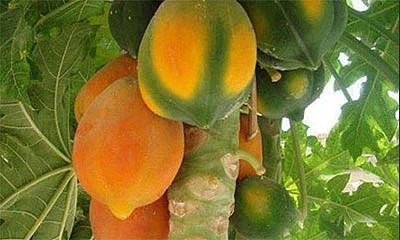 ஆன்டிபயாடிக் ஆபத்துக்கு அணைபோடும் பப்பாளி!