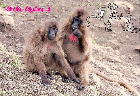 மொழியும் குரங்கிலிருந்தே தோன்றியது !