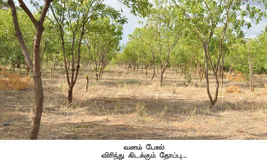 வெகுமதி கொடுக்கும் வேம்பு !