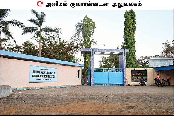 ஜல்லிக்கட்டு தடை... பின்னணியில் இருக்கும் உணவு அரசியல்!