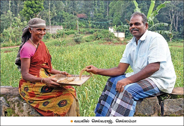 கொல்லிமலையில் சிறுதானியங்கள்... பாரம்பர்யம் மாறாத பயிர்ச் சாகுபடி!