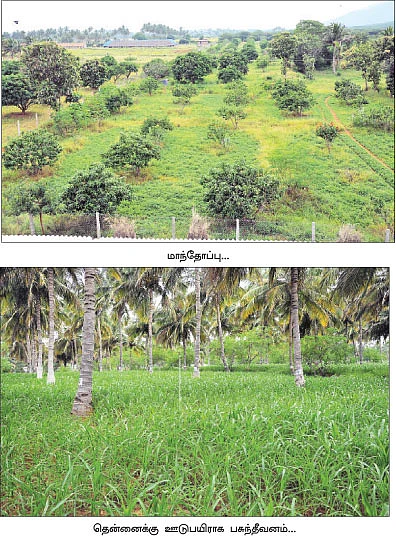 ஆடு +தென்னை +மா