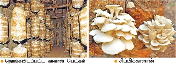 பணம் குவிக்கும் பண்ணைத்தொழில்கள் - 3 - தென்னந்தோப்பில் சிப்பிக் காளான் வளர்ப்பு...