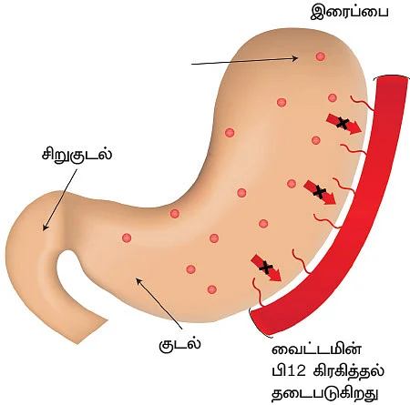 ஊட்டச்சத்து வழிகாட்டி!