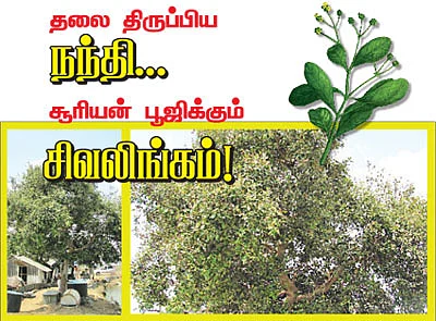 ஆரோக்கியம் அருளும் ஆலய விருட்சங்கள்!