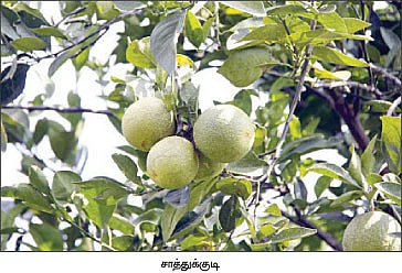சமவெளியிலும் சபாஷ் போடும் சாத்துக்குடி !