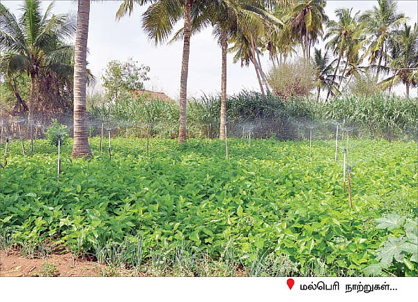 25 சென்ட்... 5 மாதம்...1 லட்சம் !