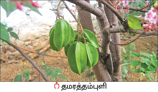 நல்மருந்து - தெரிந்த செடிகள்... தெரியாத பயன்கள்! - 19