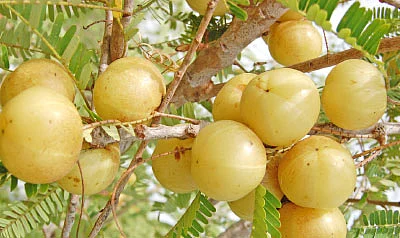 தண்டோரா