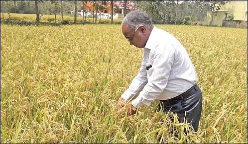 வேளாண் பல்கலைக்கழகப் பேராசிரியரின் இயற்கைச் சாகுபடி! - மாட்டு எரு கொடுத்த மகத்தான விளைச்சல்...