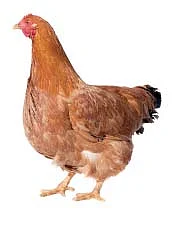 உணவு யுத்தம்!