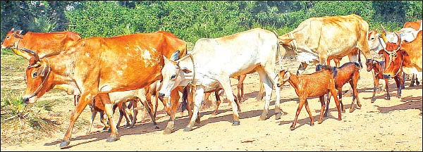 கண்டுபிடிப்பு - மாடுகளைத் தூக்கும் கருவி... புண்களுக்குக் களிம்பு...