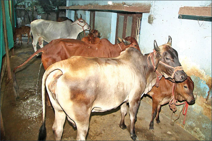 7 மாடுகள்... மாதம் ரூ. 90,000 வருமானம்...‘கார் ஷெட்’டில் மாடுகள் வளர்க்கும் ஐ.டி தம்பதி!