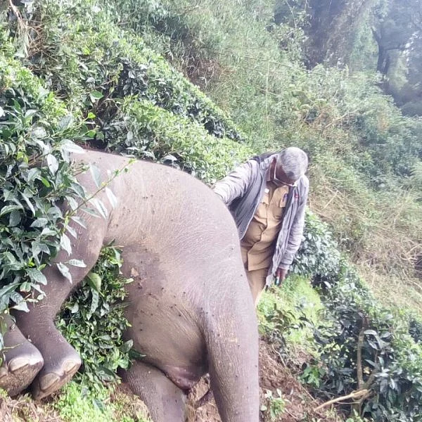 மேகமலை தேயிலைத் தோட்டத்தில் யானை இறப்பு − வனத்துறையினர் ஆய்வு