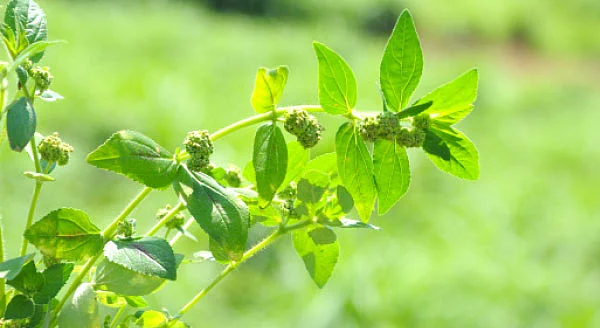 மூலிகை வனம் - அம்மான் பச்சரிசி...