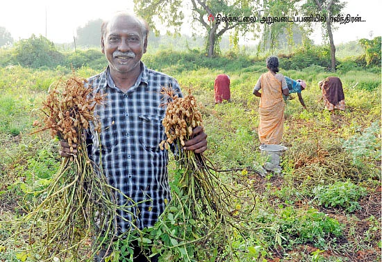 நிச்சய வருமானம் கொடுக்கும் நிலக்கடலை!.