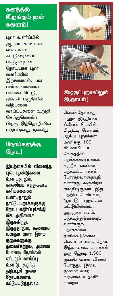 ஆண்டுக்கு ரூ. 2,00,000 ஜோரான வருமானம் தரும் ஜோடிப்புறா!