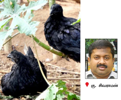 நீங்கள் கேட்டவை : ''மா இலைகளில் கரும்புள்ளி... தீர்வு என்ன?''