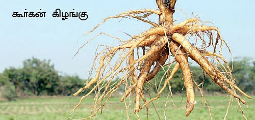 மரத்தடி மாநாடு : விலங்குகளை விரட்ட விவசாயி உருவாக்கிய கருவி!