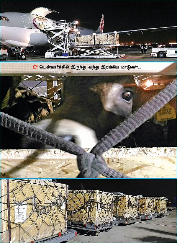 ஜல்லிக்கட்டு தடை... பின்னணியில் இருக்கும் உணவு அரசியல்!