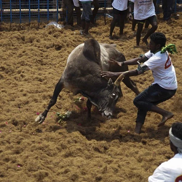 மகாசிவராத்திரியை முன்னிட்டு குமாரபாளையத்தில் நடைபெற்ற ஜல்லிக்கட்டுப் போட்டி! படங்கள்: சுபாஷ் ம நா