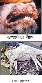 தவறாமல் தடுப்பூசி... நோய் வந்தால் பராமரிப்பு..!