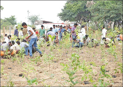 மியாவாக்கி... மரம் வளர்ப்பின் அடுத்தகட்டம்! - குறைந்த இடத்தில் அதிக மரங்கள்!