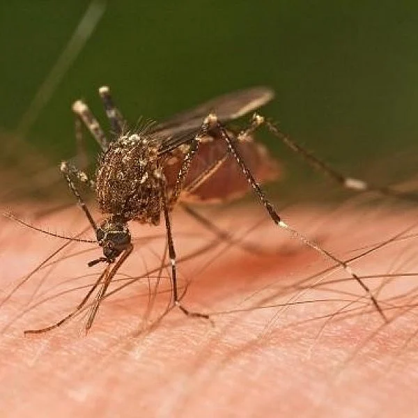 More Remedies for the Malady of Dengue!