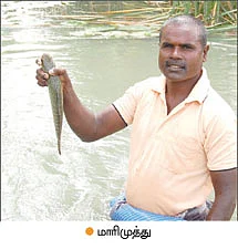 தென்னைக்கு இடையில் விரால்...