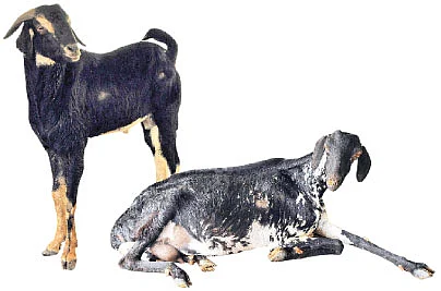 ஆடு +தென்னை +மா