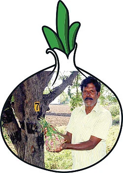 சுவை தரும்... சத்து தரும்... சின்ன வெங்காயம்!