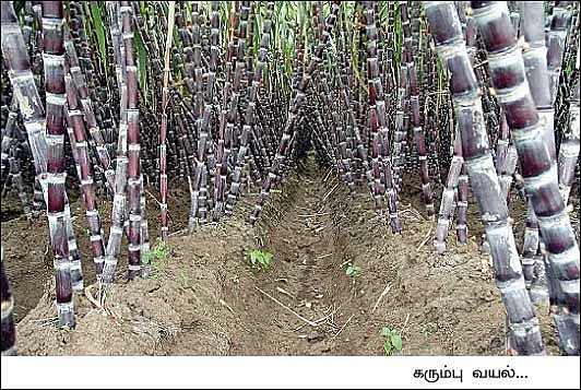 அரை ஏக்கரில், 1,200 கட்டு... பங்கம் இல்லா வருமானம்...