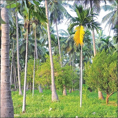 10 ஏக்கர் ரூ10 லட்சம் லாபம் தென்னை, பாக்கு, ஜாதிக்காய்...