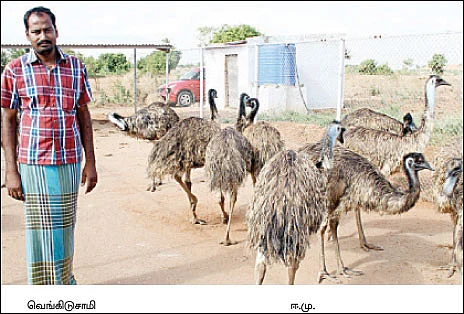 ஈமு 'ஓட்டம்' ஆரம்பம்...
