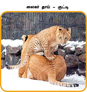 மாயா டீச்சரின் மந்திரக் கம்பளம் !