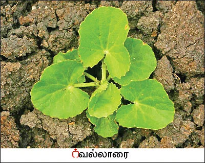 நல்மருந்து - தெரிந்த செடிகள்... தெரியாத பயன்கள்! - 11