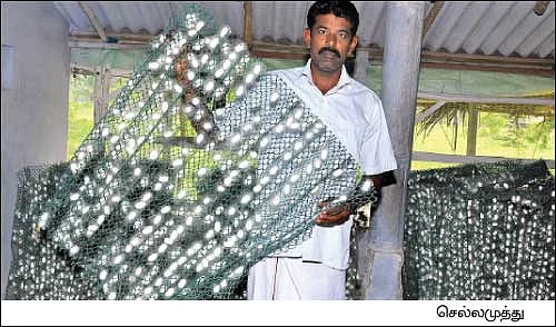 பலே வருமானத்துக்கு பட்டு வளர்ப்பு...