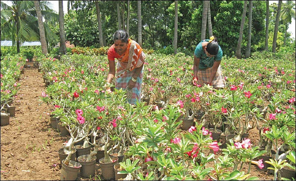 மண்புழு மன்னாரு: குறைந்த விலையில் மரக்கன்றுகள் வாங்க... ‘கடியம்’ போங்க!
