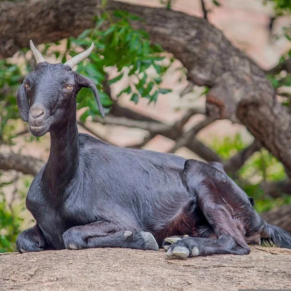 `ஒரு ஆடு திருடுறதெல்லாம் பழசு.. ஆட்டு மந்தையவே திருடுறது புதுசு!' -இது ஆலங்குடி அதிர்ச்சி