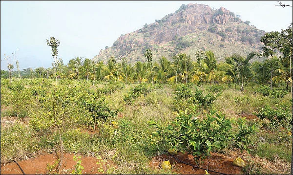 10 ஏக்கர் ரூ10 லட்சம் லாபம் தென்னை, பாக்கு, ஜாதிக்காய்...