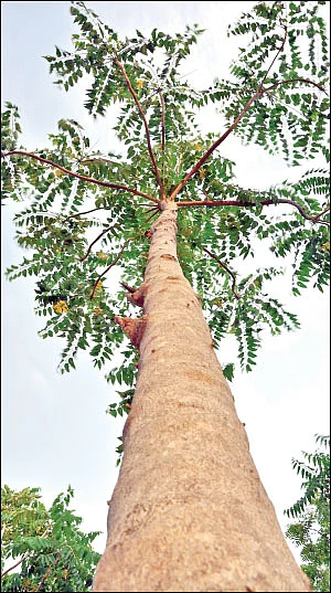 தண்டோரா